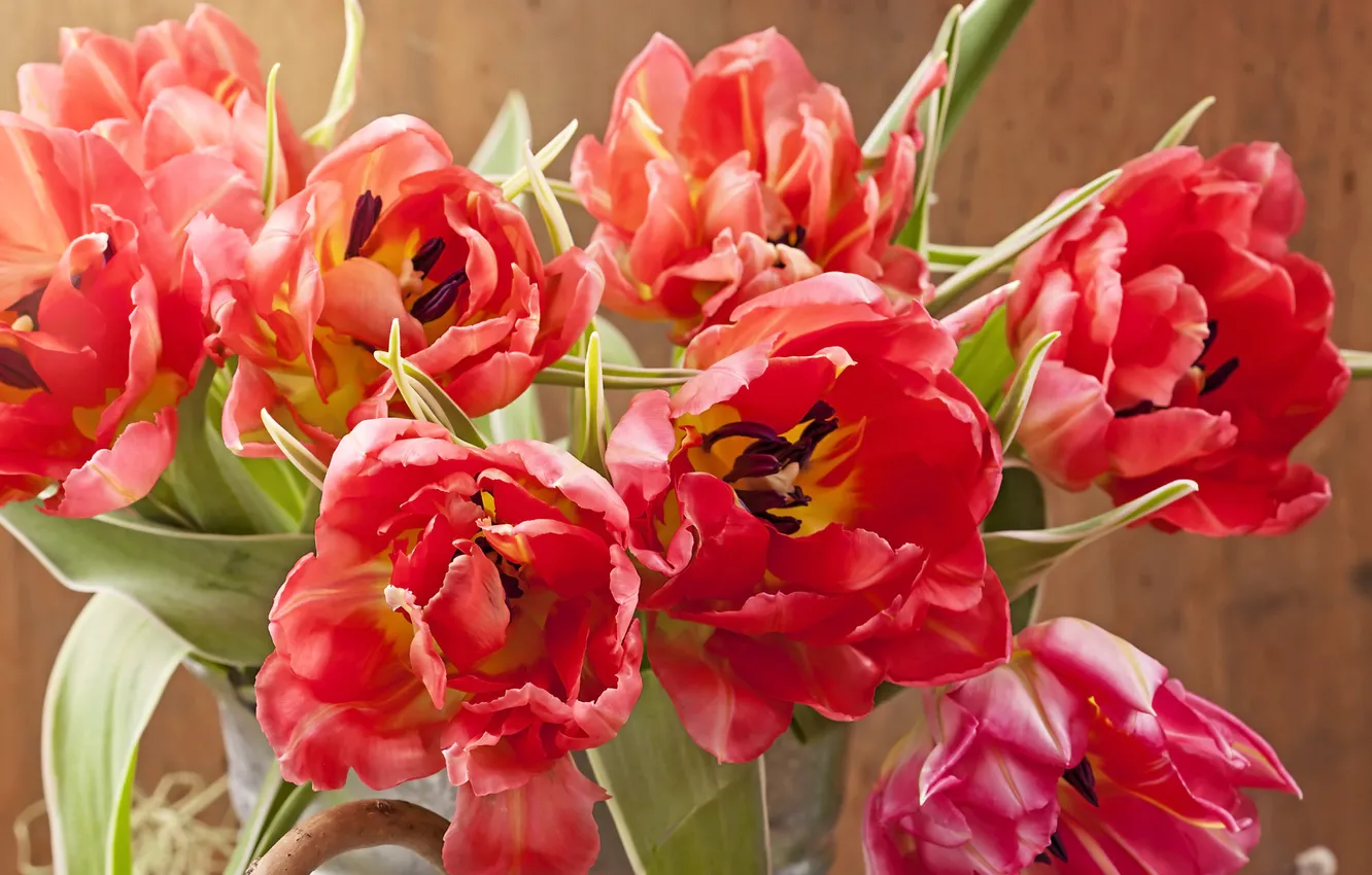 Photo wallpaper photo, tulips, closeup, Red. Flowers
