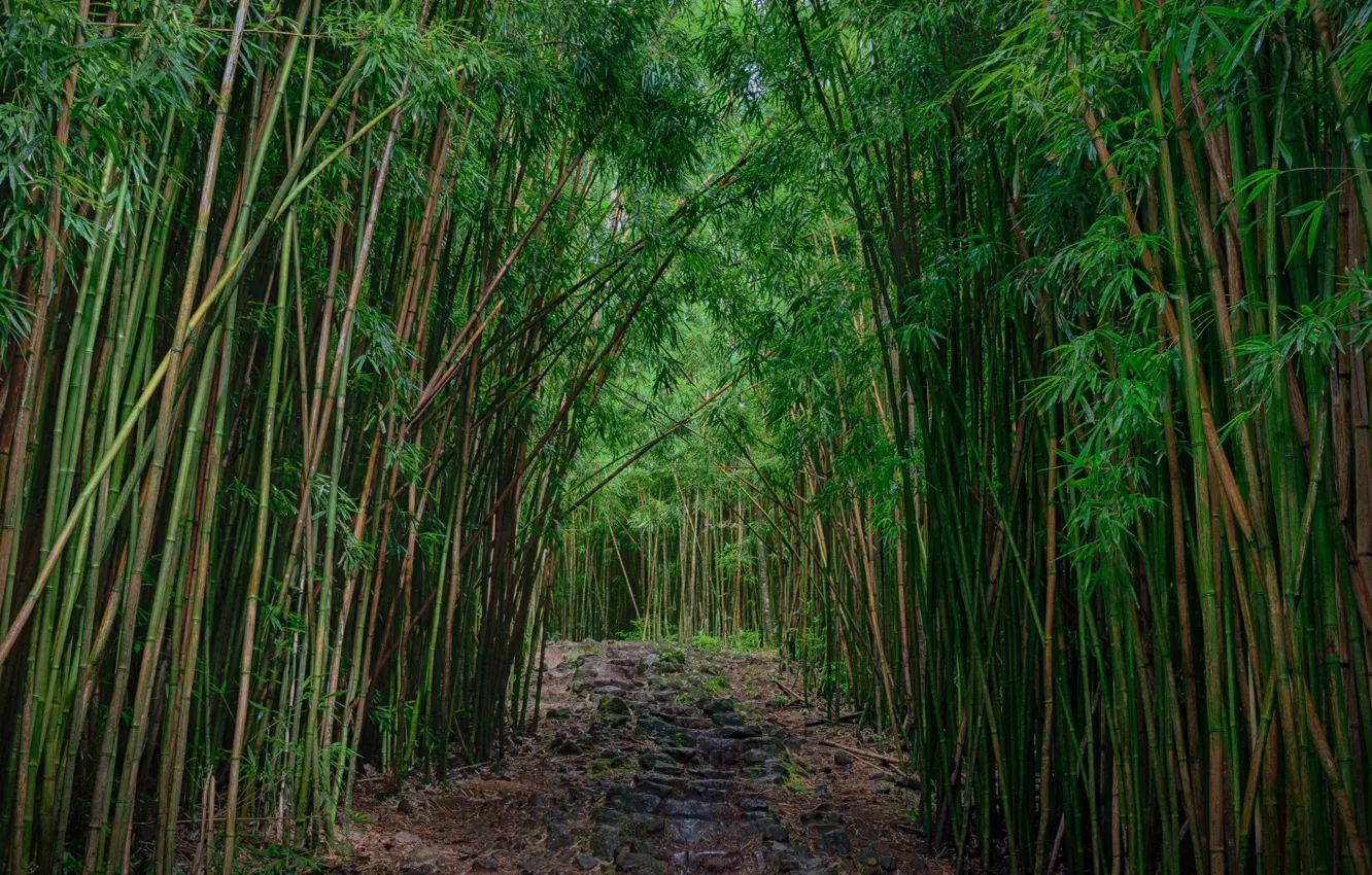 Photo wallpaper trail, bamboo, grove