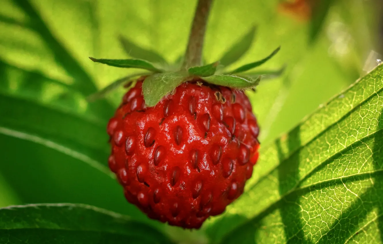 Photo wallpaper greens, leaves, macro, light, close-up, strawberries, berry, red