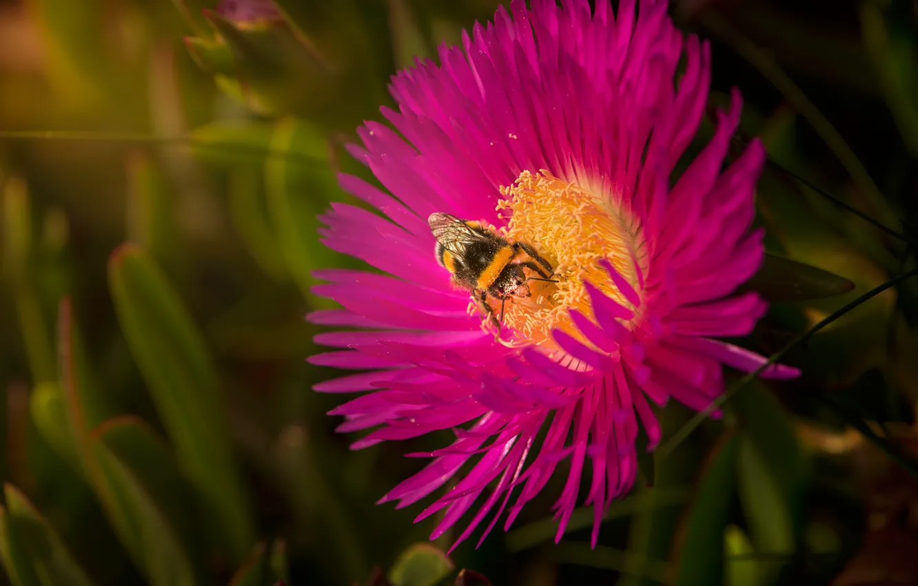 Photo wallpaper macro, bumblebee, Carpobrotus