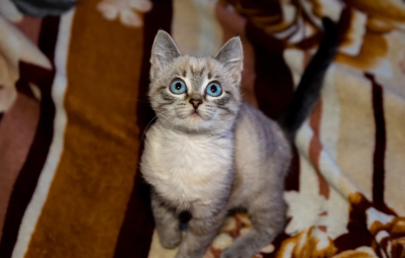 Photo wallpaper cat, kitty, baby, blanket, kitty, blue eyes