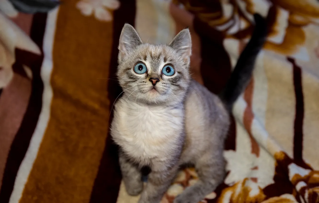 Photo wallpaper cat, baby, blanket, kitty, blue eyes