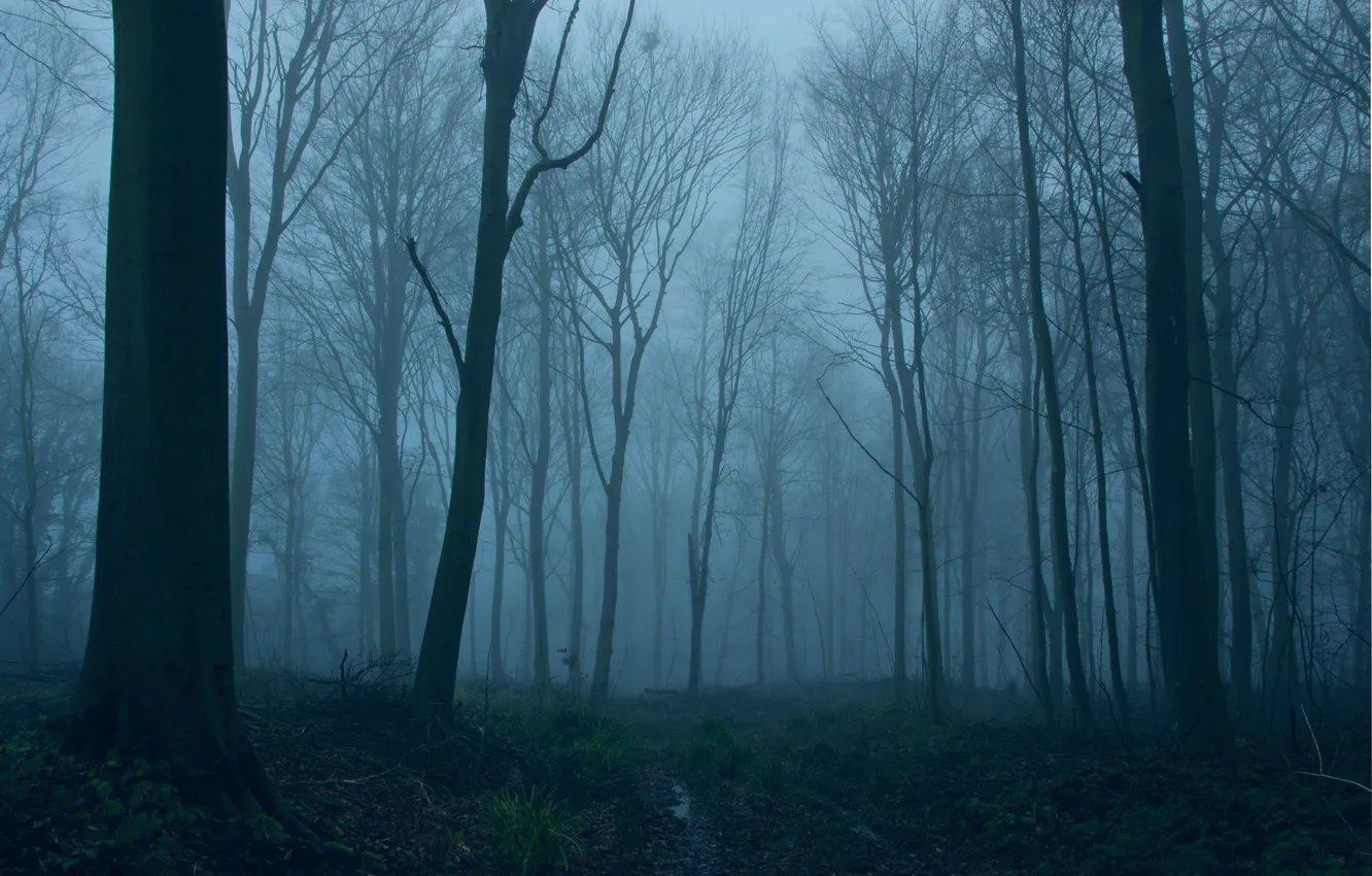 Photo wallpaper winter, forest, trees, nature, fog, England, UK, twilight