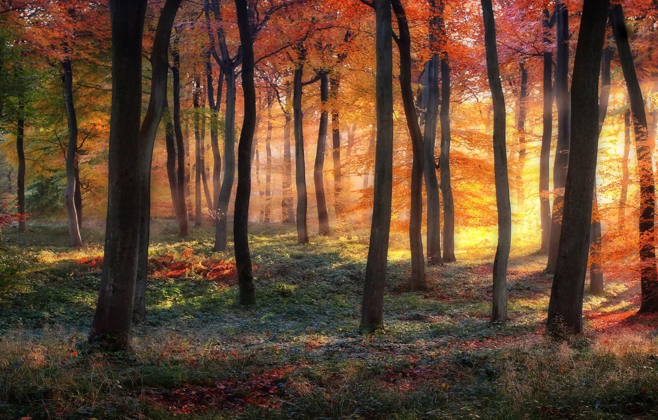 Photo wallpaper forest, trees, the colors of autumn