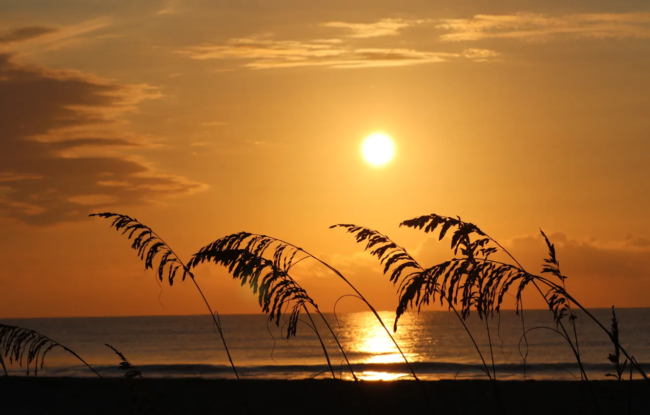Photo wallpaper sea, the sun, sunrise, dawn, reed