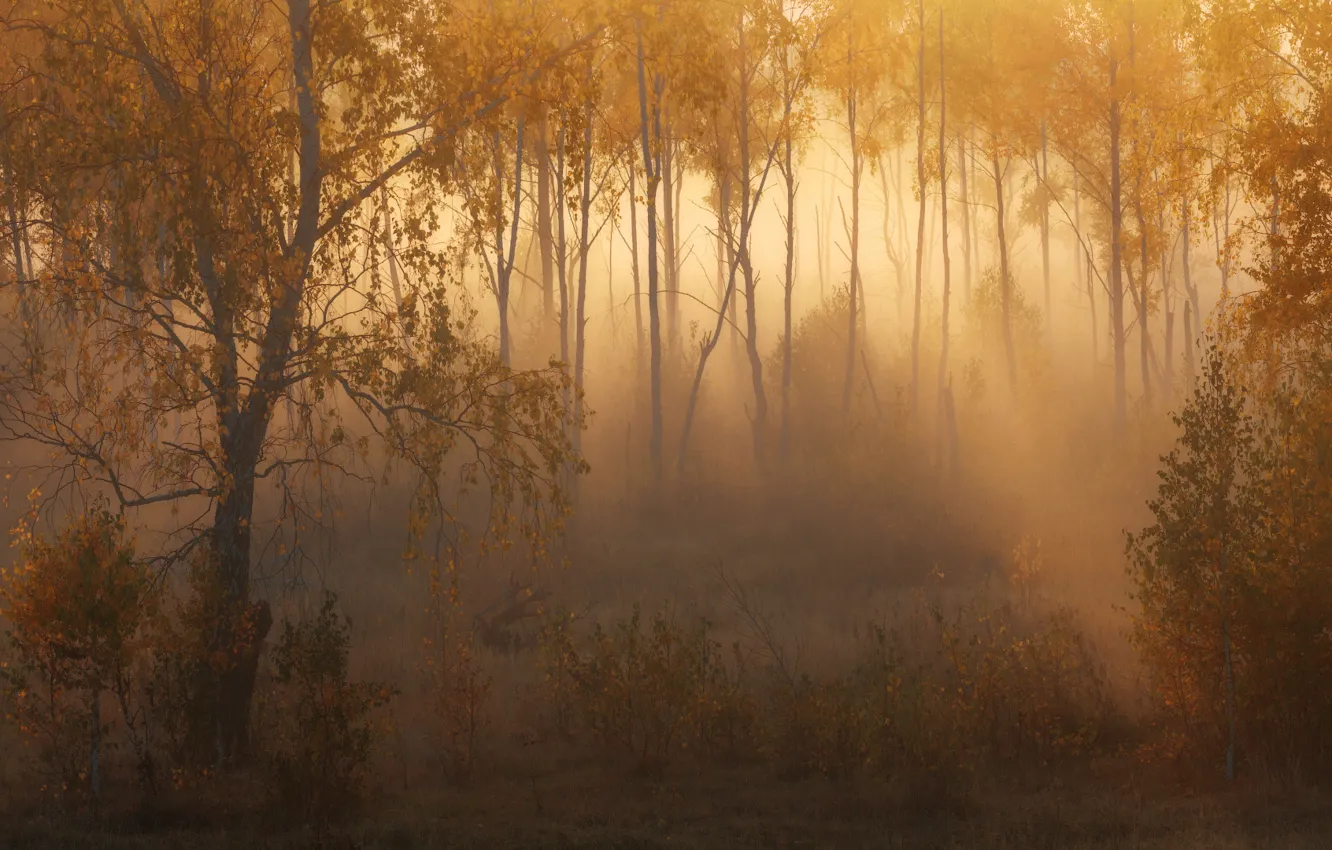 Photo wallpaper autumn, forest, light, haze