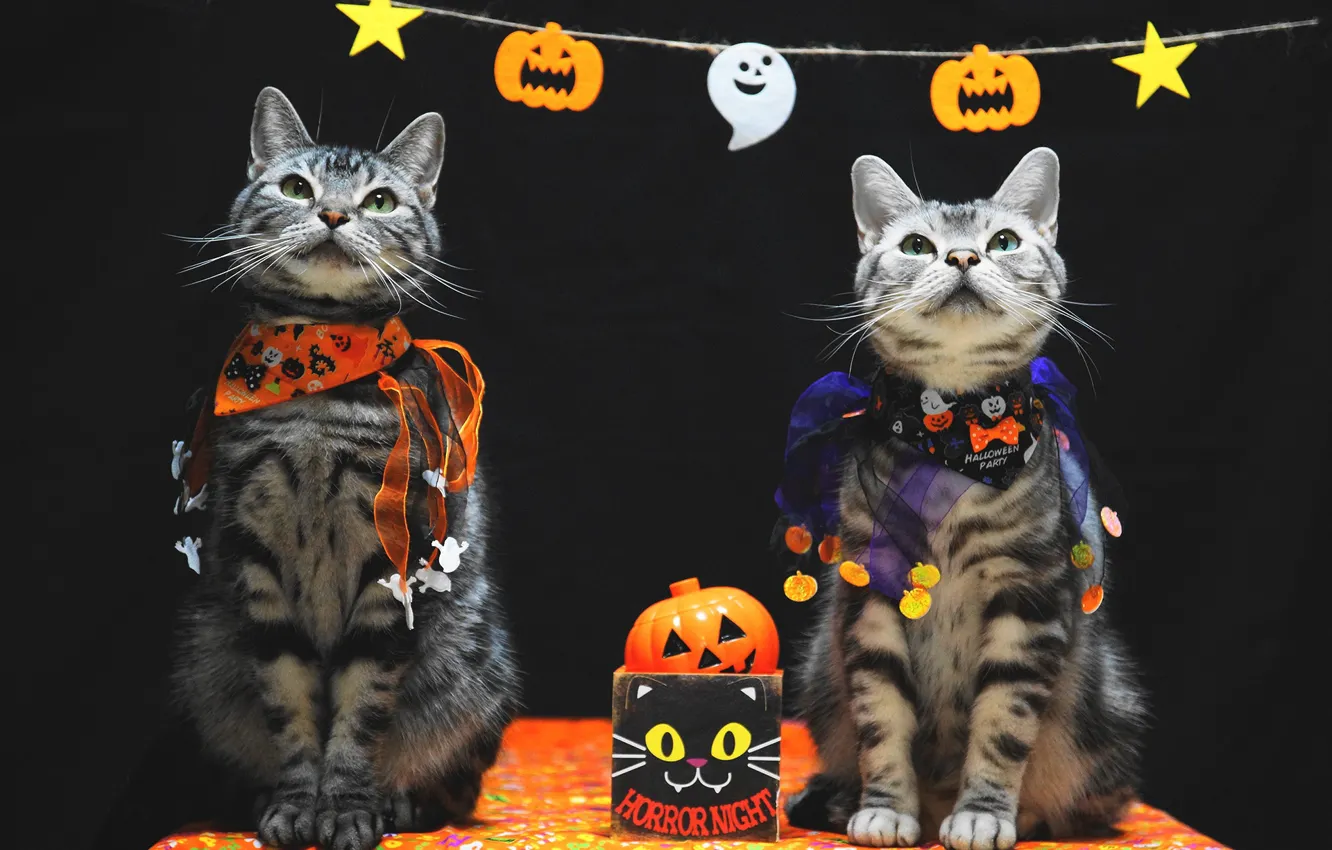 Photo wallpaper autumn, look, holiday, cats, pair, costume, outfit, pumpkin