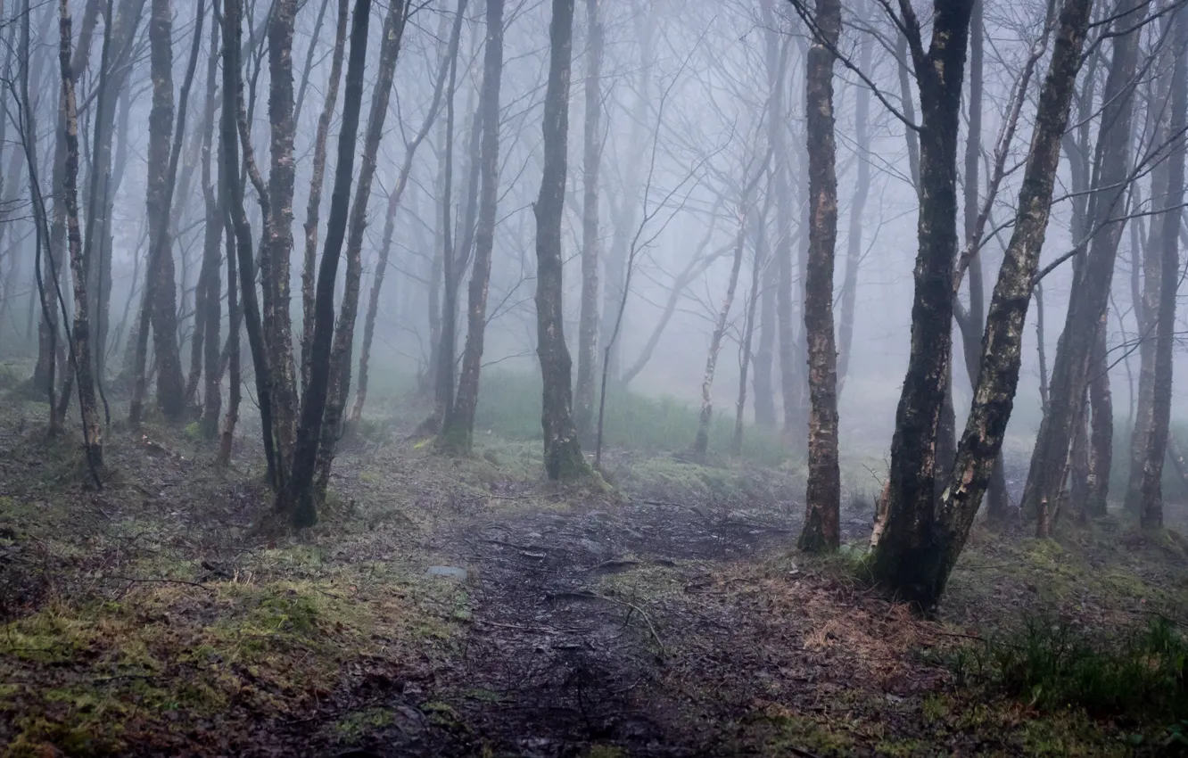 Photo wallpaper winter, forest, trees, nature, fog, England, path, England