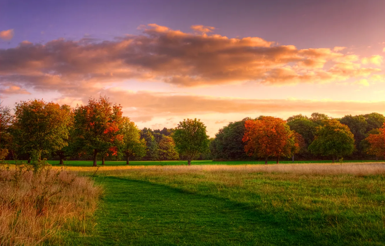 Photo wallpaper field, forest, the sky, grass, clouds, trees, nature, sunrise