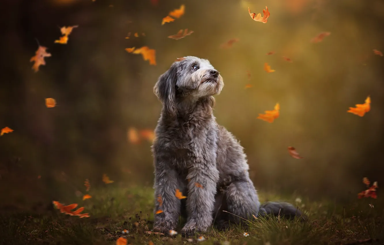 Photo wallpaper grass, look, leaves, nature, pose, glade, dog, grey