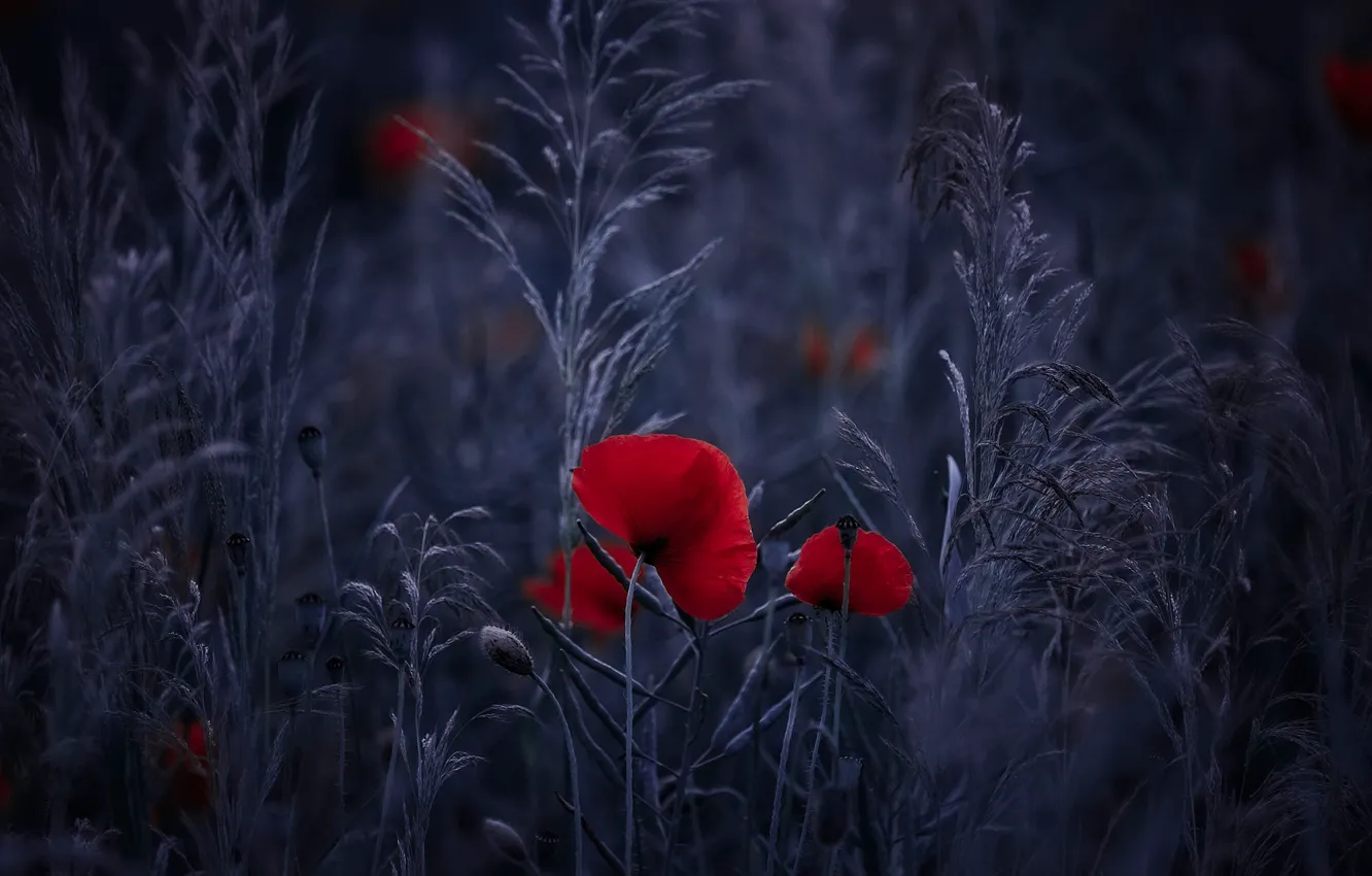 Photo wallpaper flowers, red, Maki, spikelets, blue background