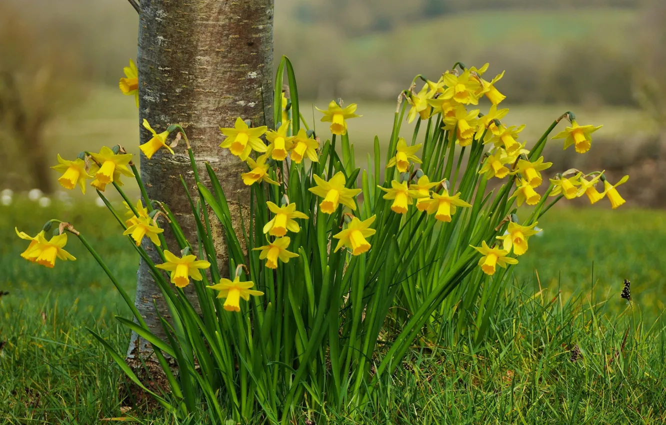 Photo wallpaper grass, flowers, spring, yellow, daffodils