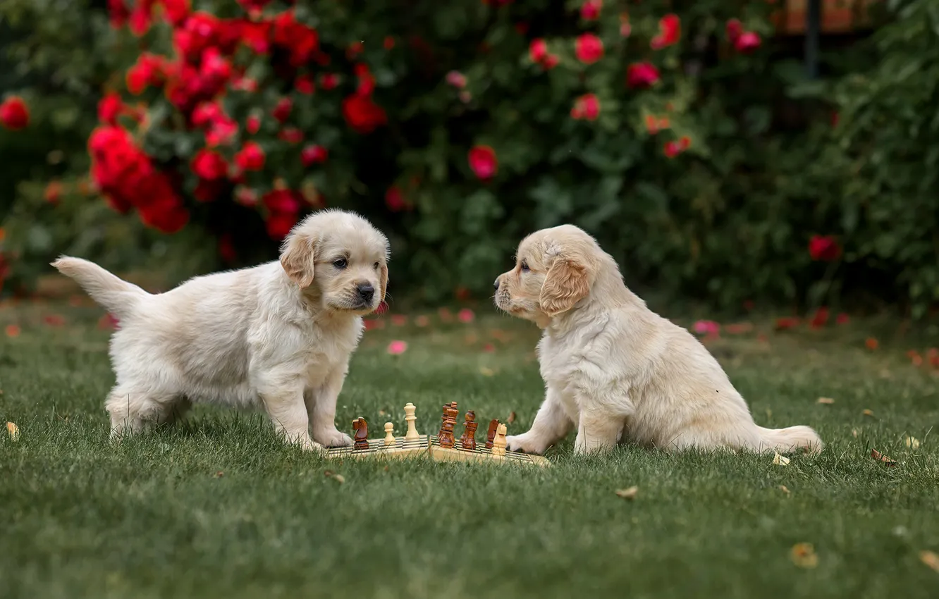 Photo wallpaper dogs, chess, puppies, a couple, twins, Golden Retriever, Golden Retriever, Victoria Dubrovskaya