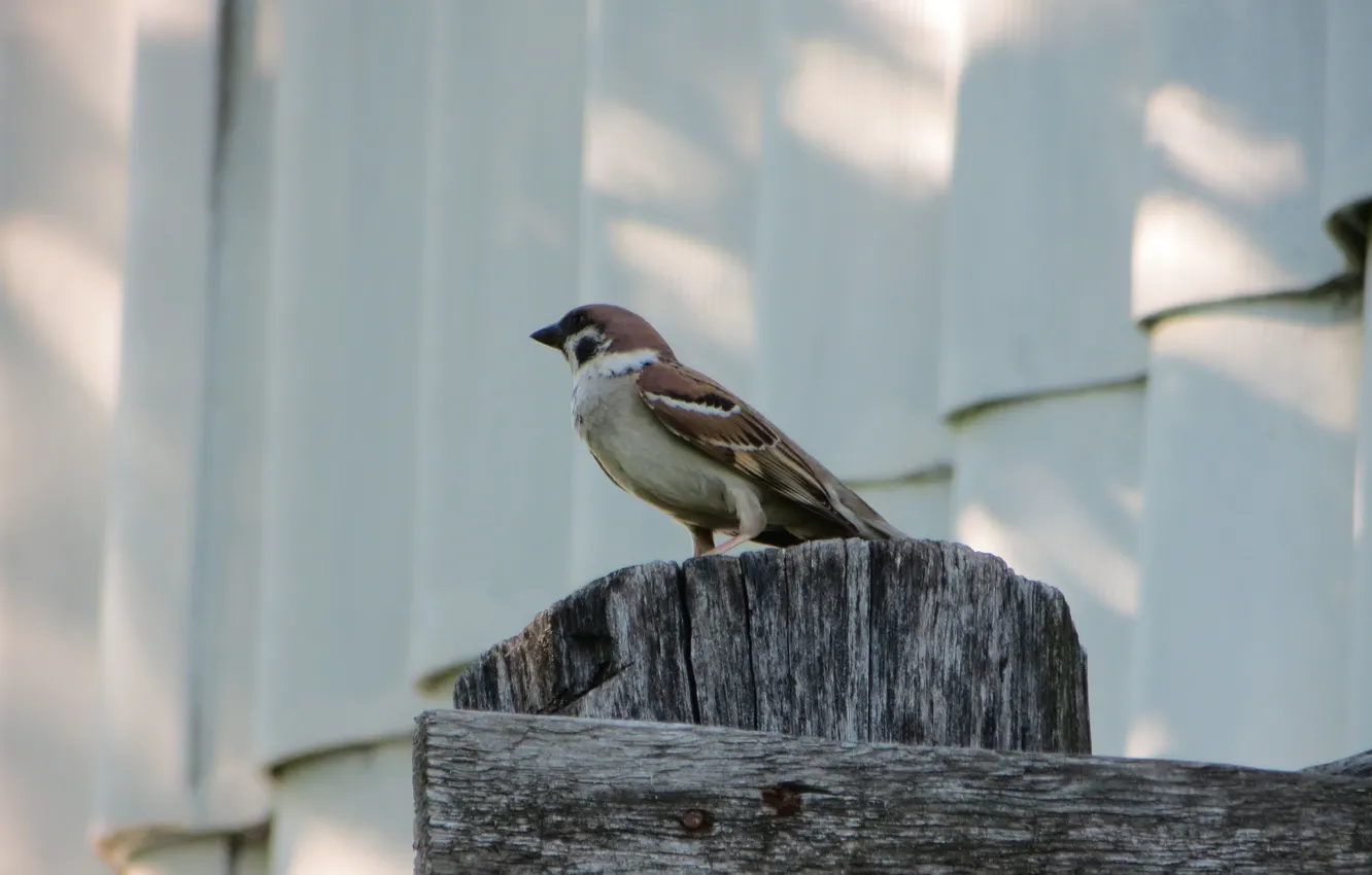 Photo wallpaper nature, bird, village, Sparrow