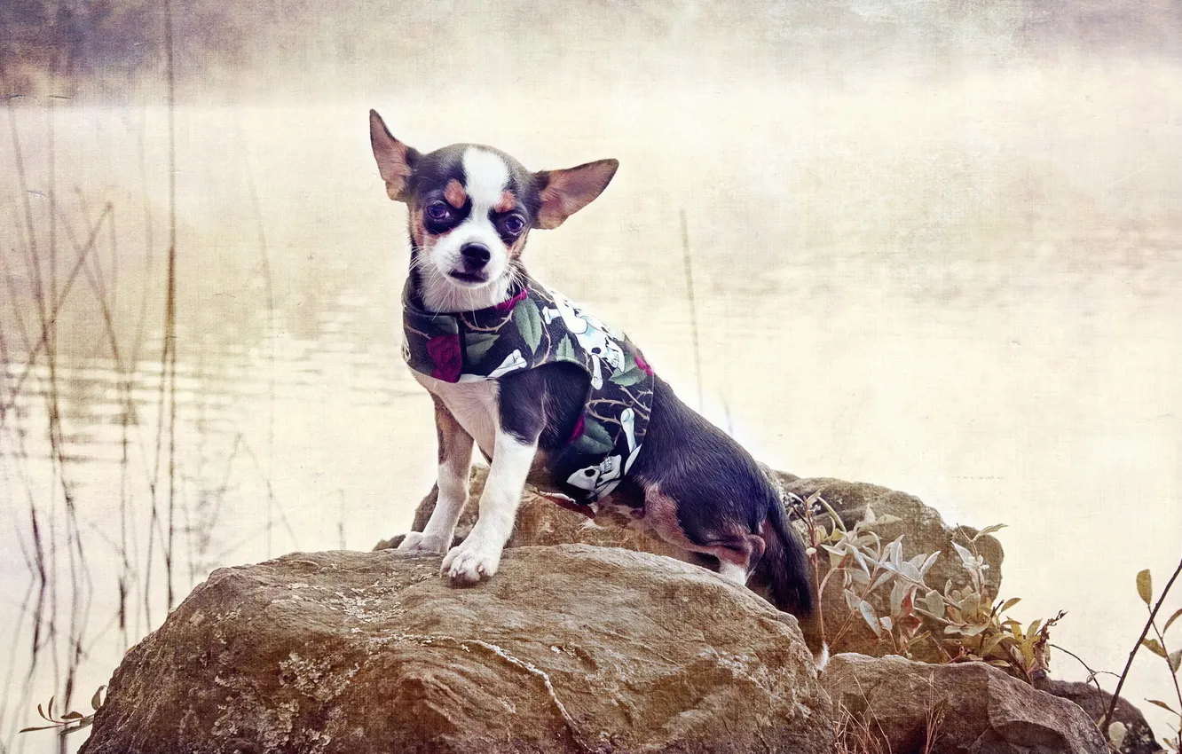 Photo wallpaper style, background, dog