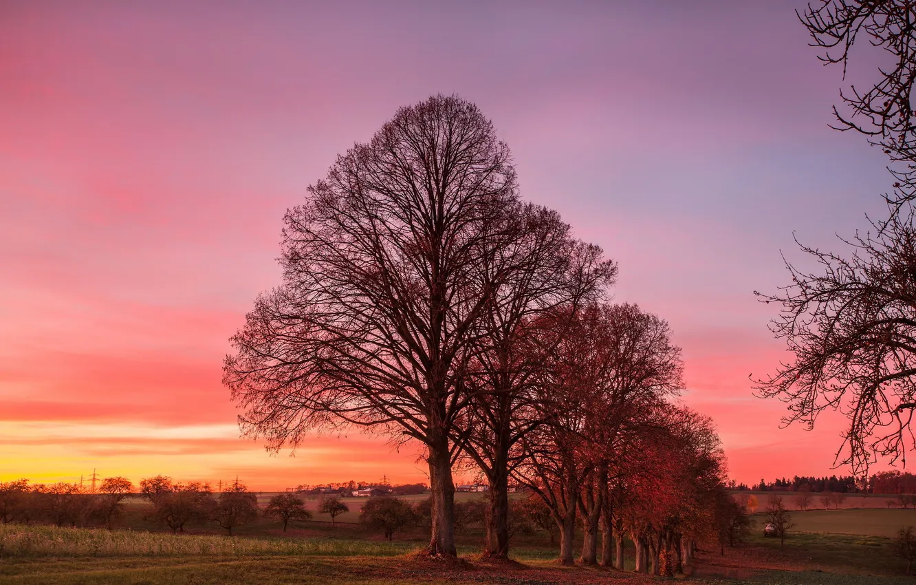 Photo wallpaper trees, sunset, nature
