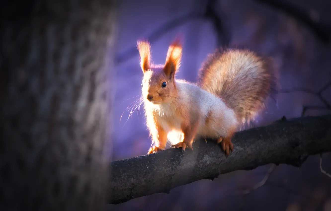 Photo wallpaper trees, branches, protein, red