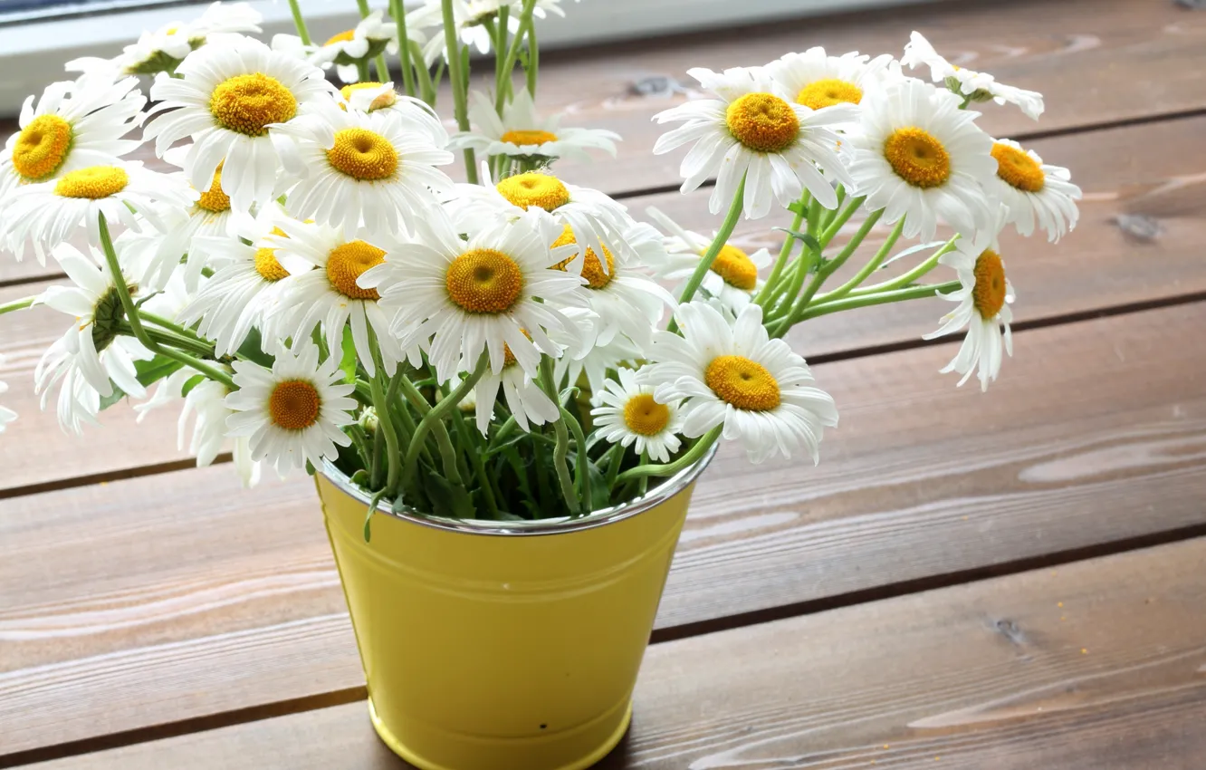 Photo wallpaper flowers, chamomile, bouquet