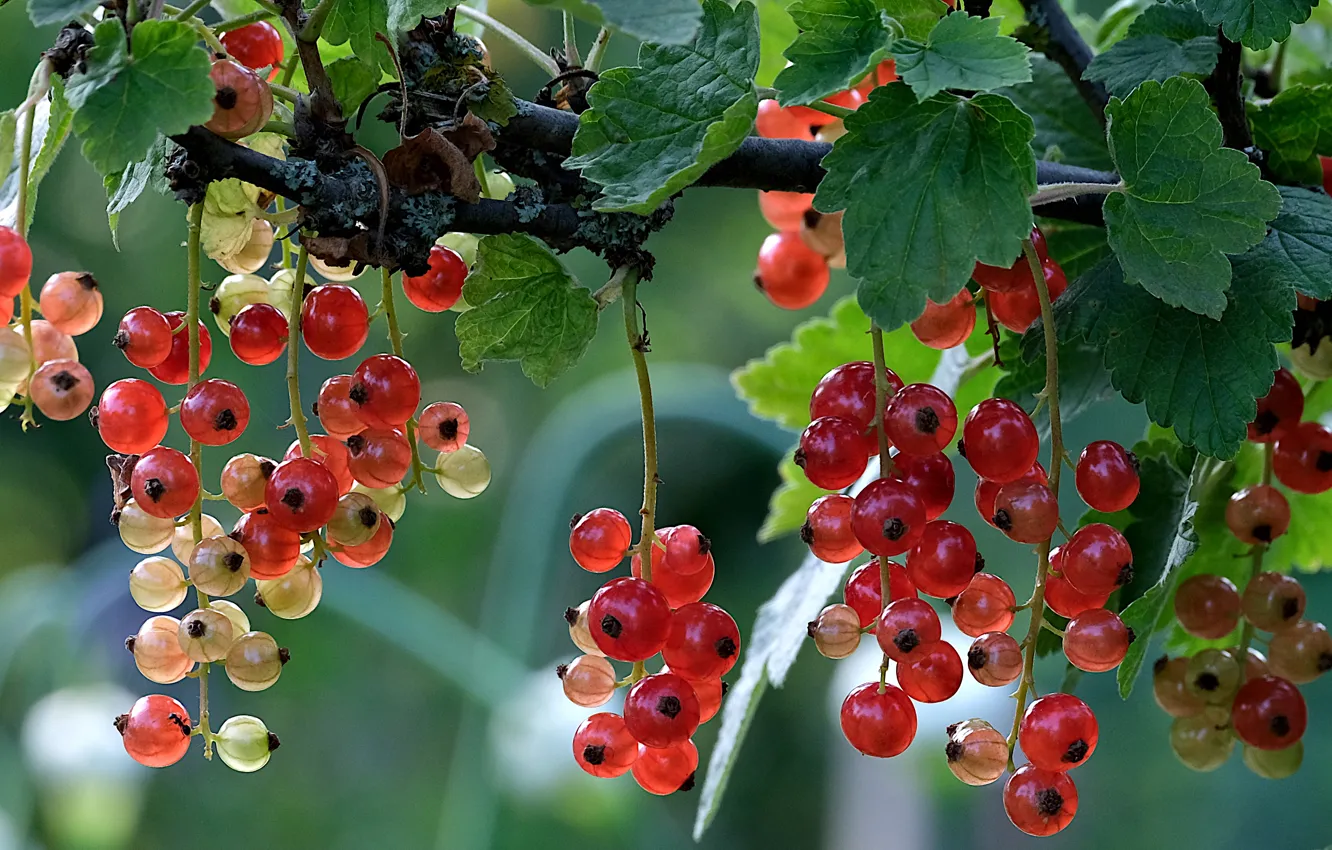 Photo wallpaper macro, branches, berries, currants