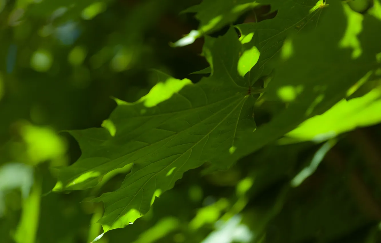 Photo wallpaper greens, summer, maple leaves, bokeh
