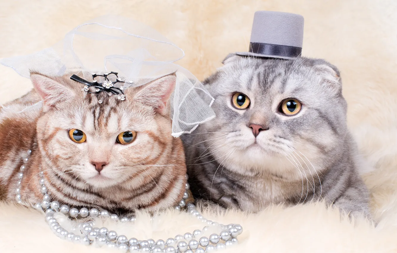 Photo wallpaper cat, cat, look, cats, pose, grey, together, portrait