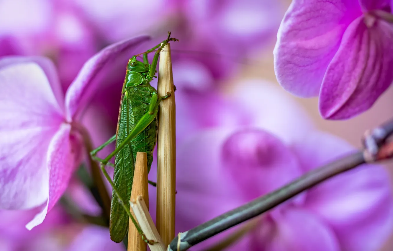 Photo wallpaper flowers, nature, grasshopper