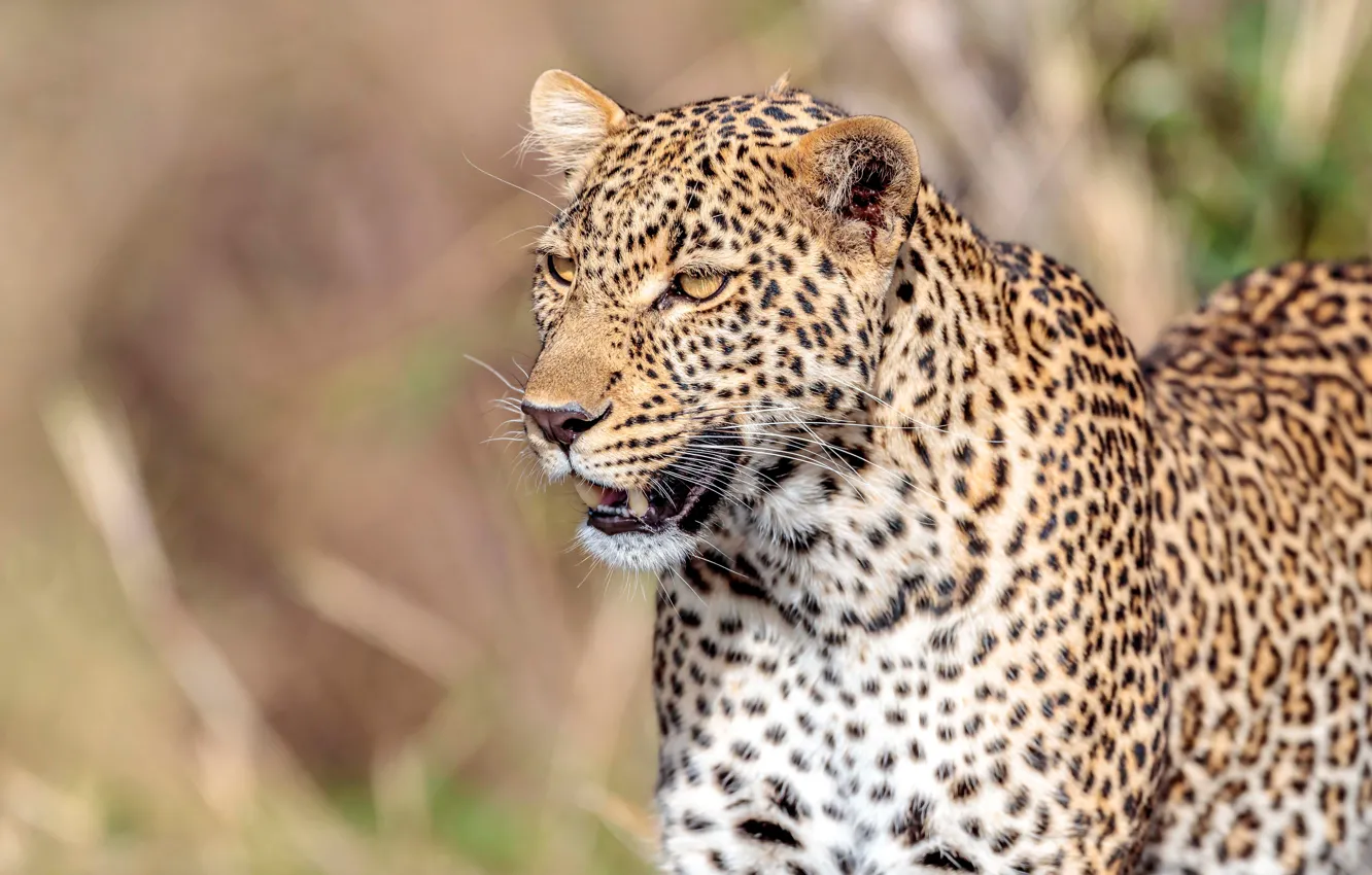 Photo wallpaper face, predator, leopard, wild cat, bokeh