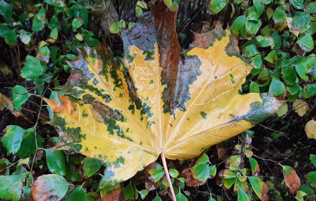 Photo wallpaper Leaves, Rain, autumn