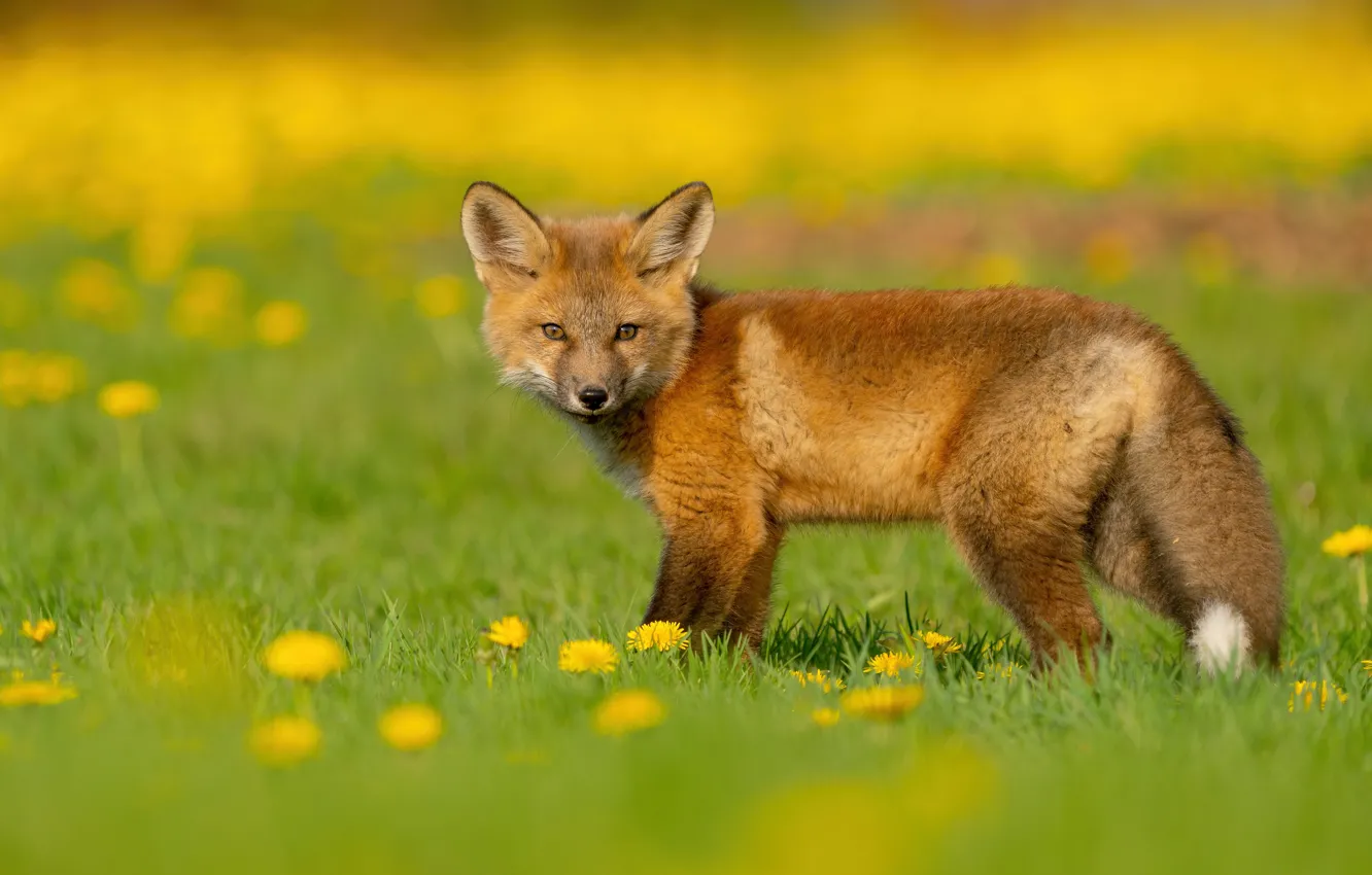 Photo wallpaper flowers, glade, Fox