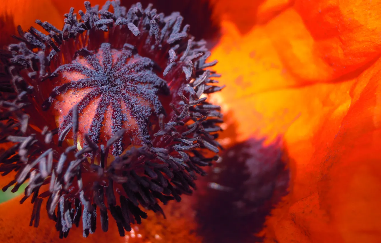 Photo wallpaper pollen, plant, Mac, opium