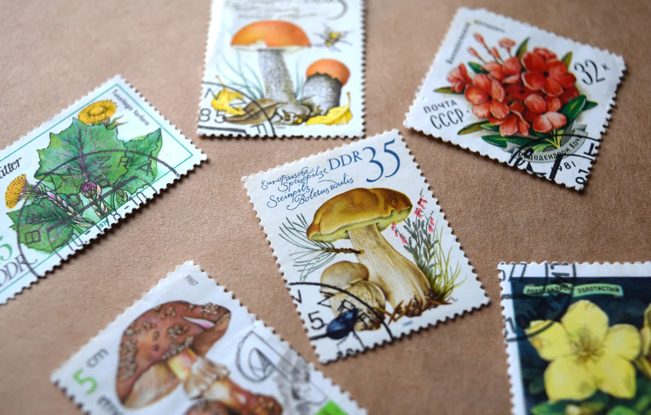 Photo wallpaper flowers, mushrooms, different, widescreen, brand