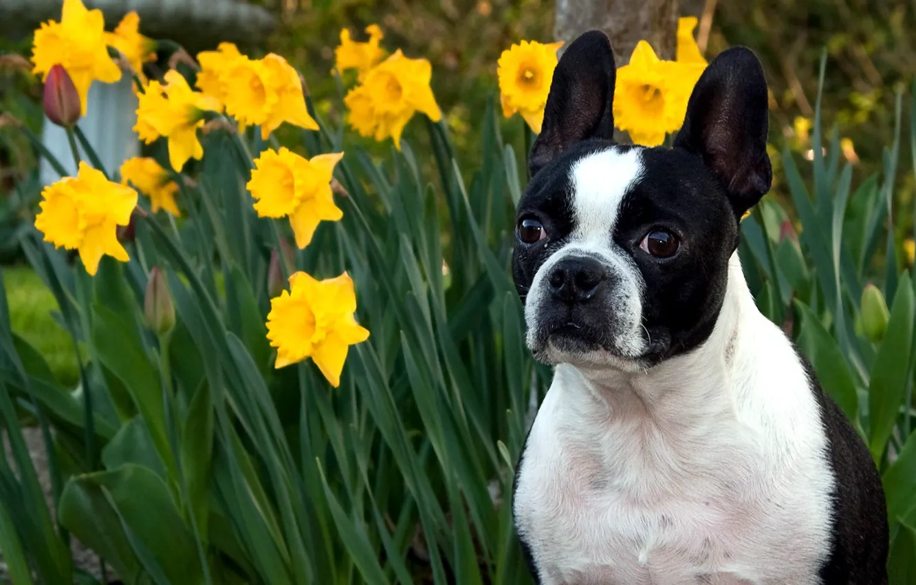 Photo wallpaper face, macro, flowers, daffodils