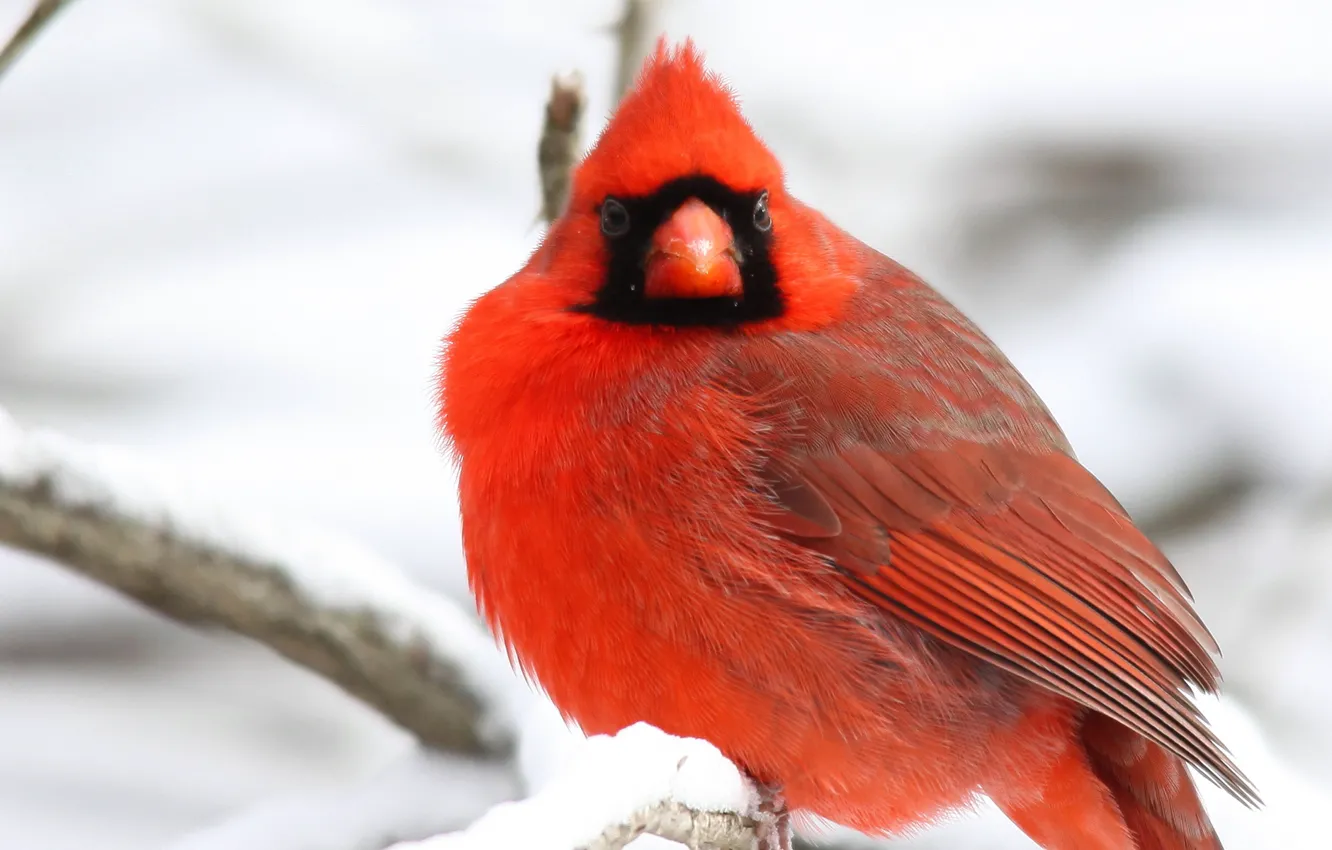 Photo wallpaper winter, snow, branches, tree, bird, red, Northern, Cardinal