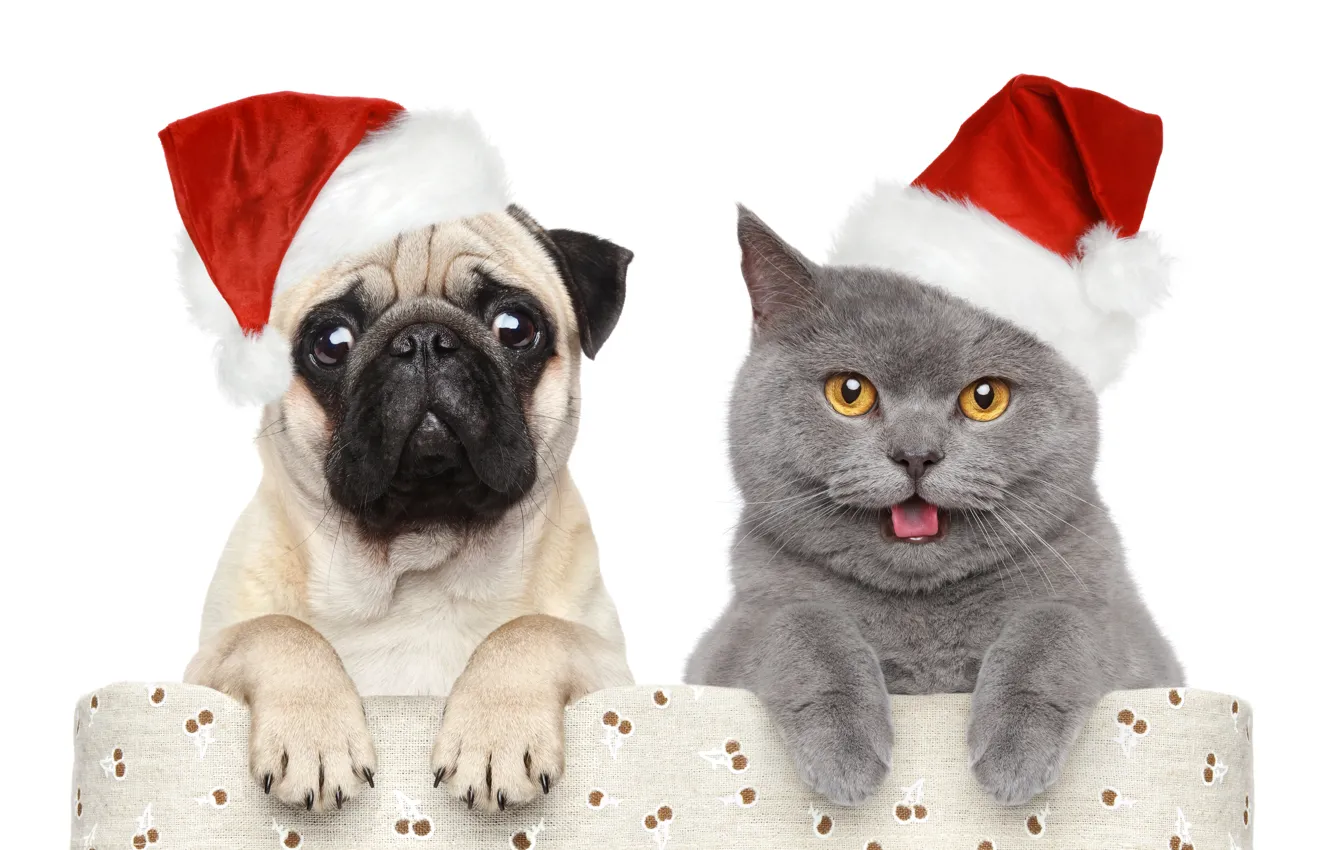 Photo wallpaper balls, decoration, holiday, dog, New Year, Christmas, Christmas, as