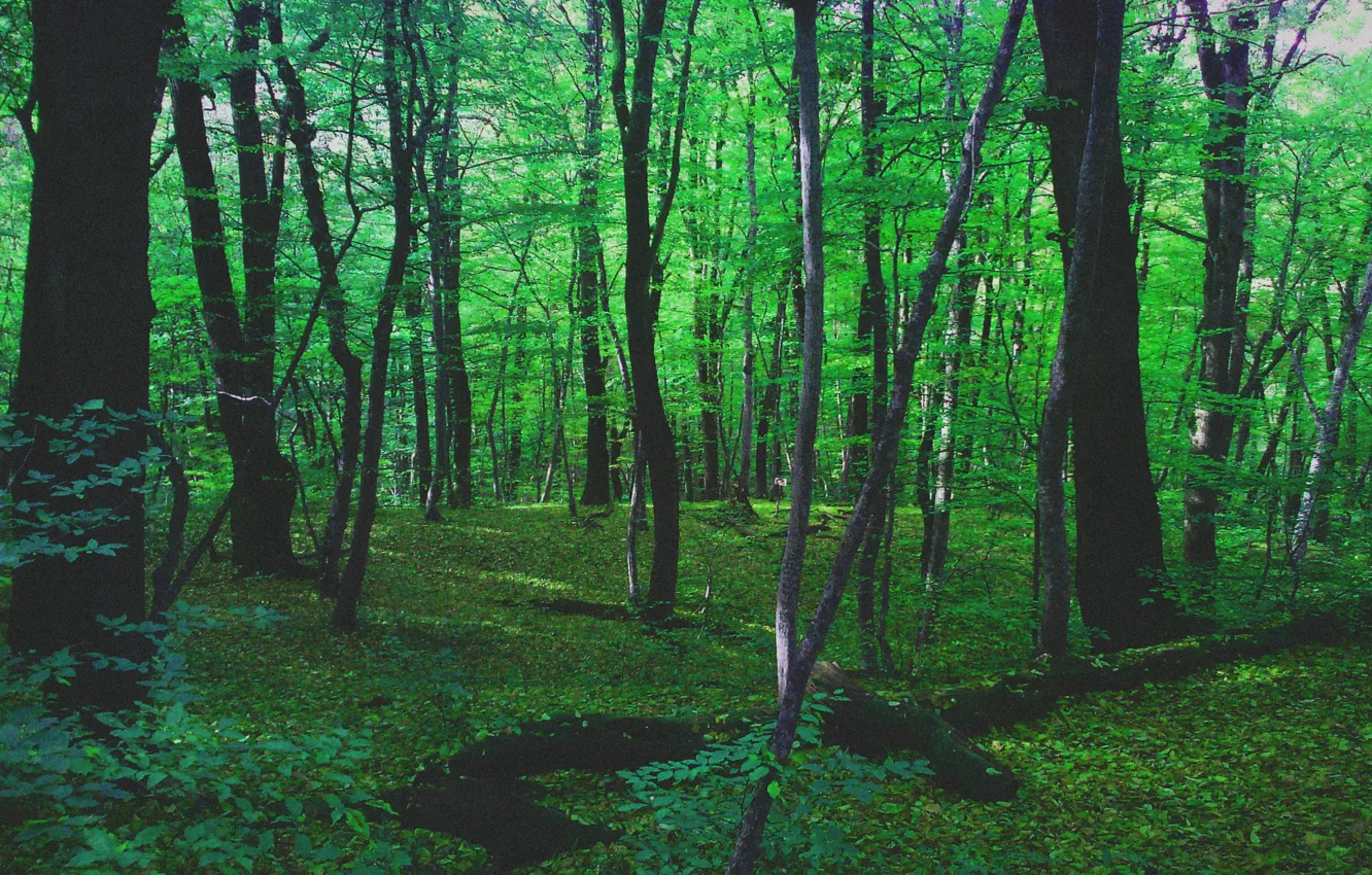 Photo wallpaper forest, nature, green, Peter, Saint Petersburg, f