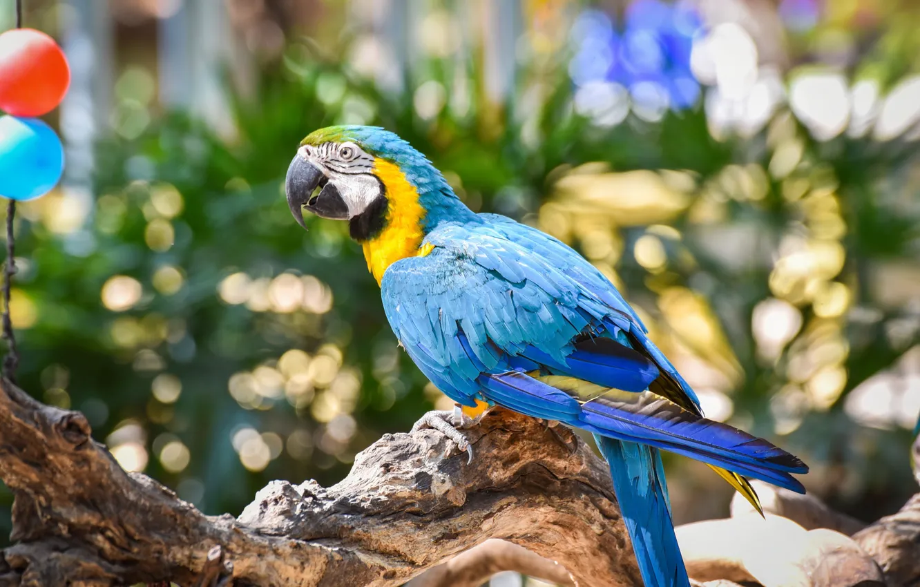 Photo wallpaper balls, light, blue, bright, glare, background, bird, parrot