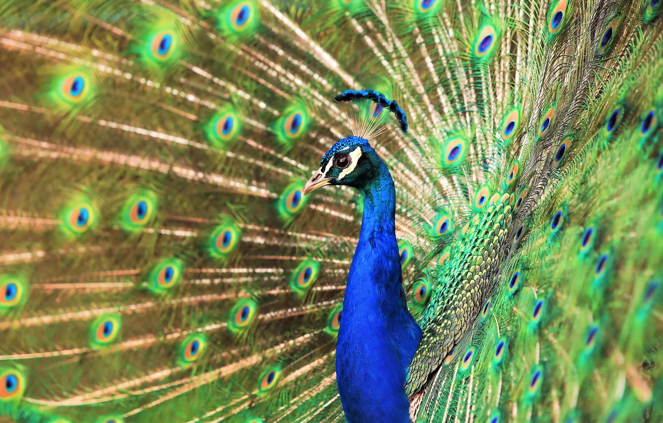 Photo wallpaper bird, pattern, portrait, tail, peacock, handsome, bright plumage