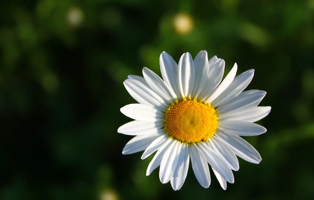 Photo wallpaper macro, yellow, chamomile, petals, green background, white flower