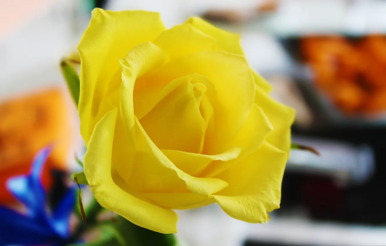 Photo wallpaper macro, roses, petals