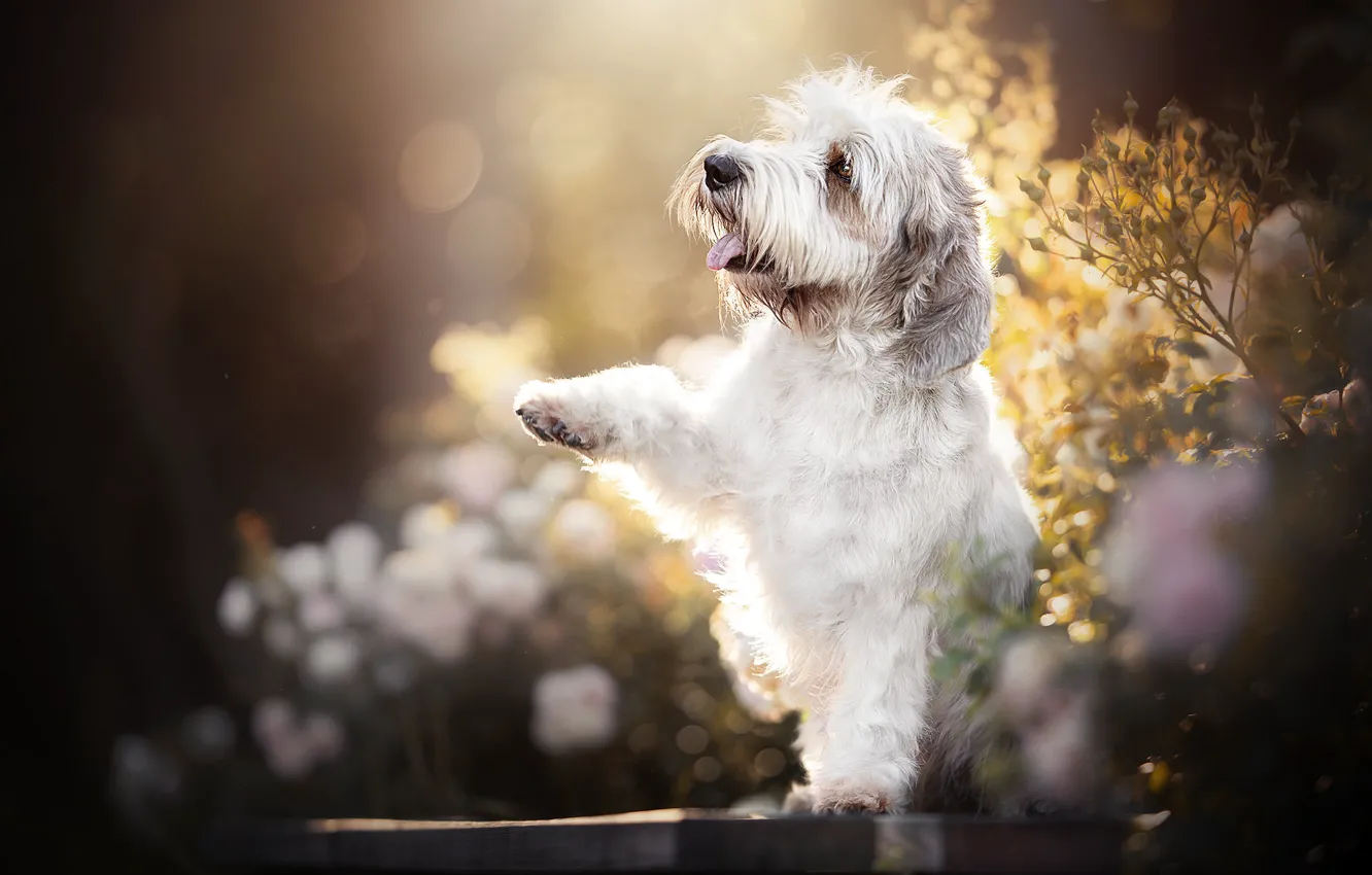 Photo wallpaper dog, paws, bokeh