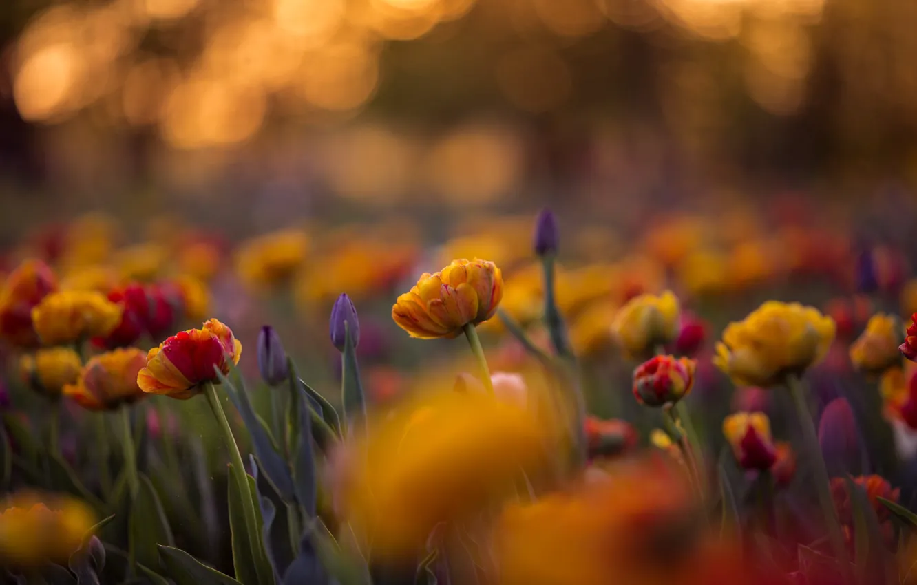 Photo wallpaper the evening, tulips, blur bokeh