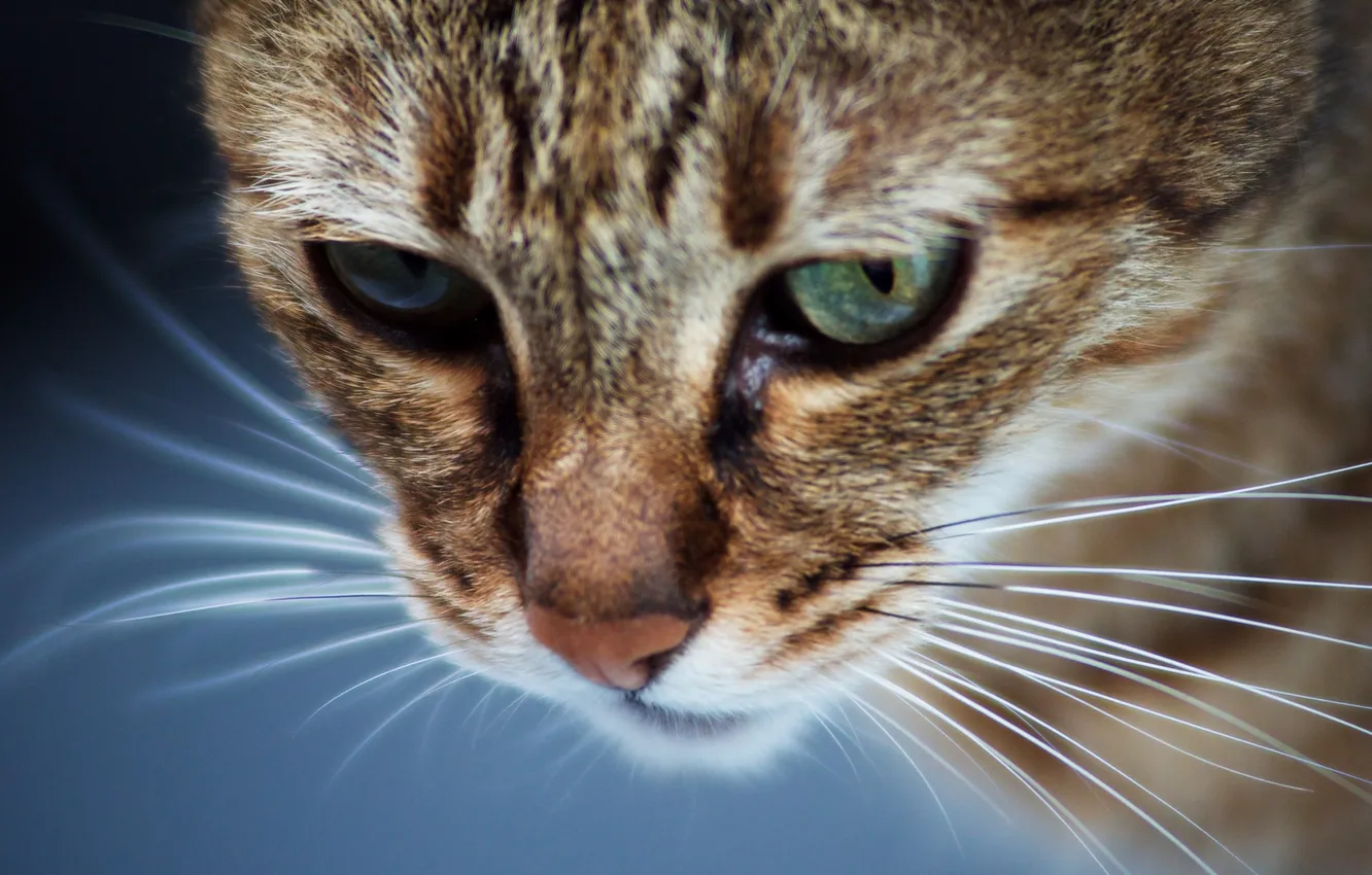 Photo wallpaper tabby, whiskers, Tom cat