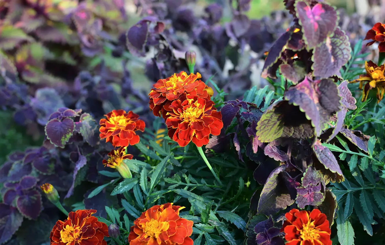 Photo wallpaper flowers, red, flowerbed, bokeh, marigolds, Coleus