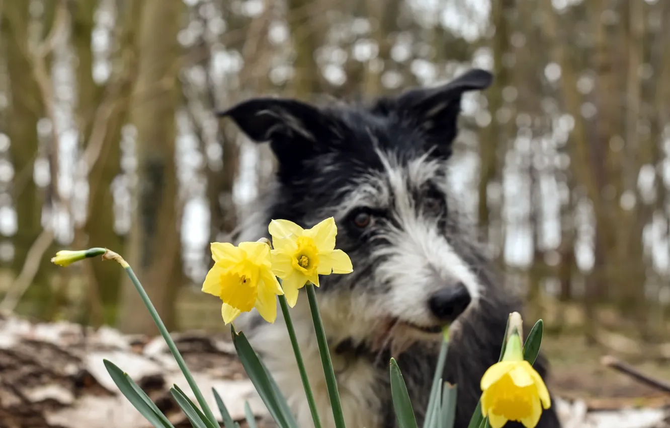 Photo wallpaper flowers, background, dog