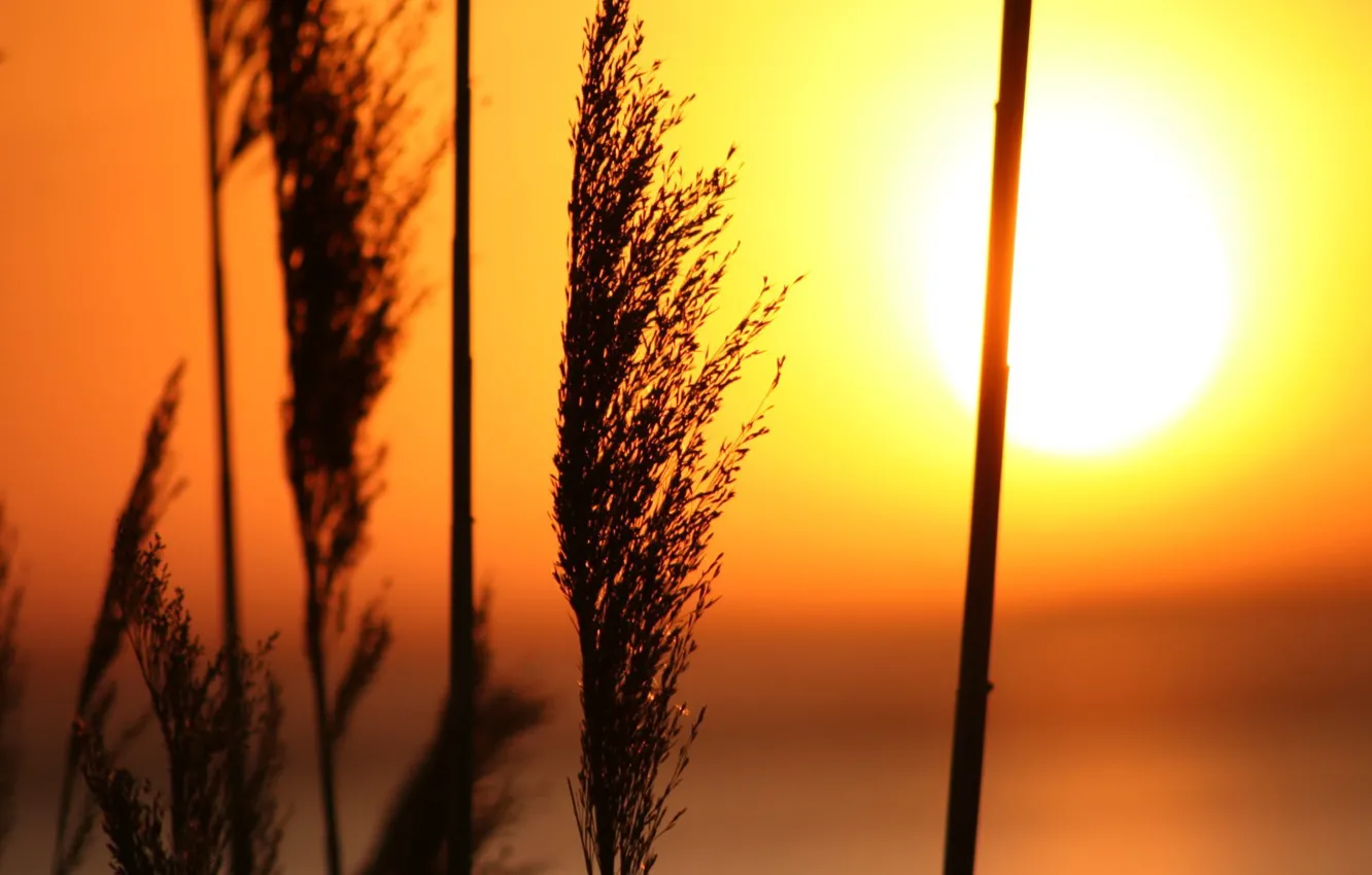 Photo wallpaper grass, the sun, Sunset