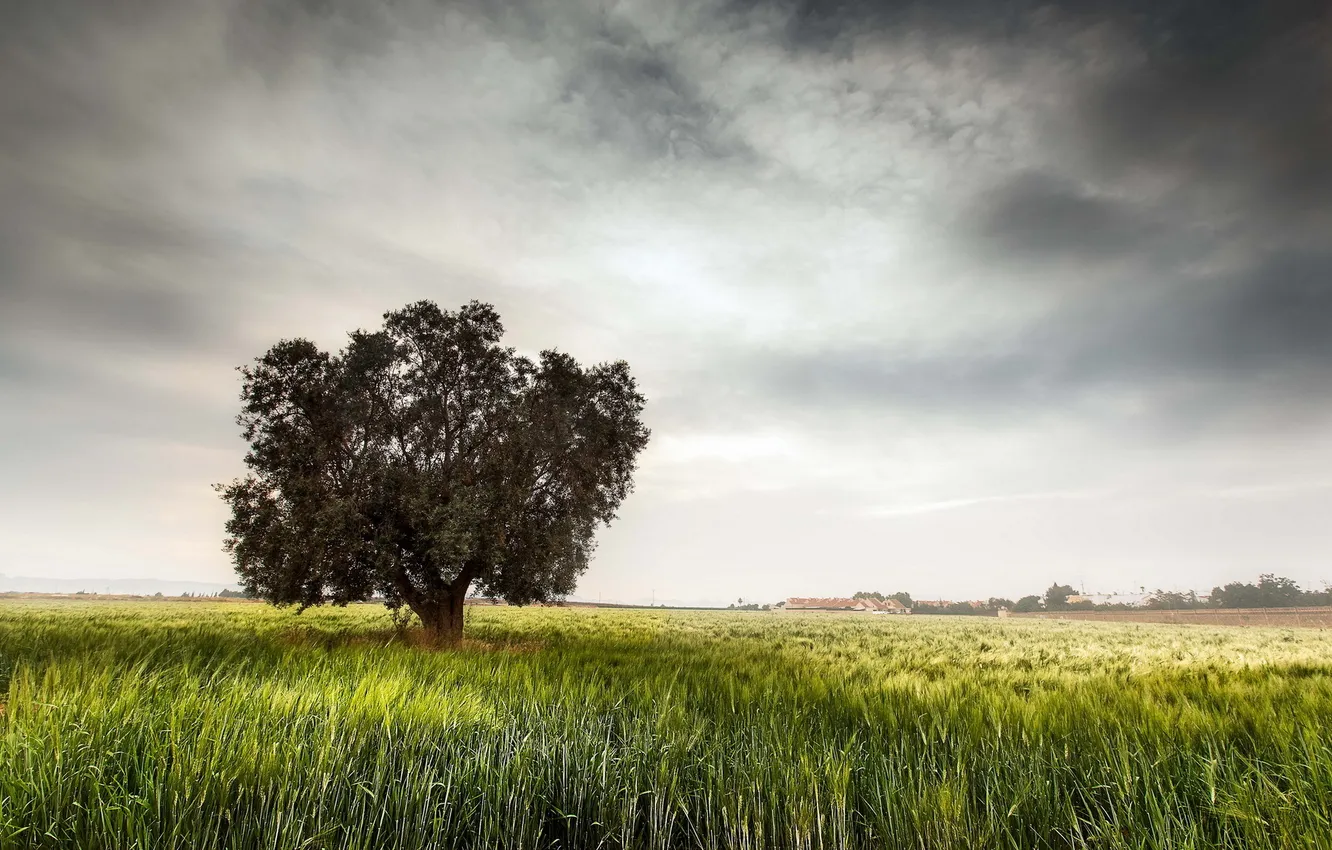 Photo wallpaper field, trees, landscape