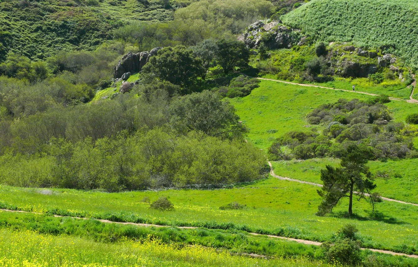Photo wallpaper grass, trees, nature, Park, stones, CA, panorama, USA
