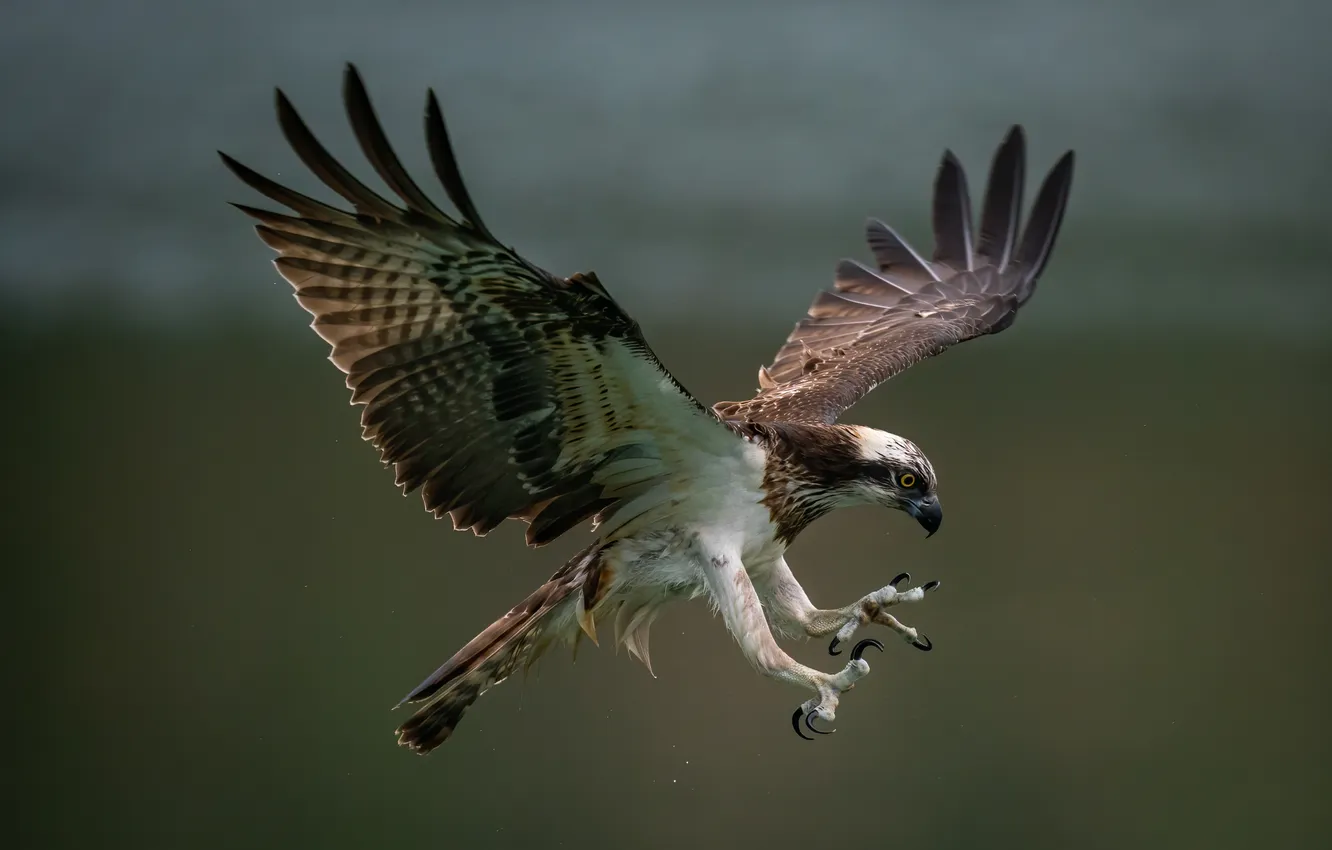 Photo wallpaper bird, predator, osprey