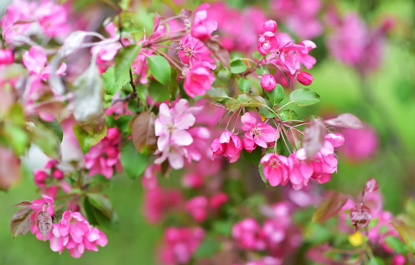 Photo wallpaper trees, flowers, branches, spring, flowering