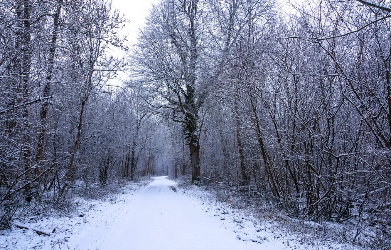 Photo wallpaper winter, road, forest
